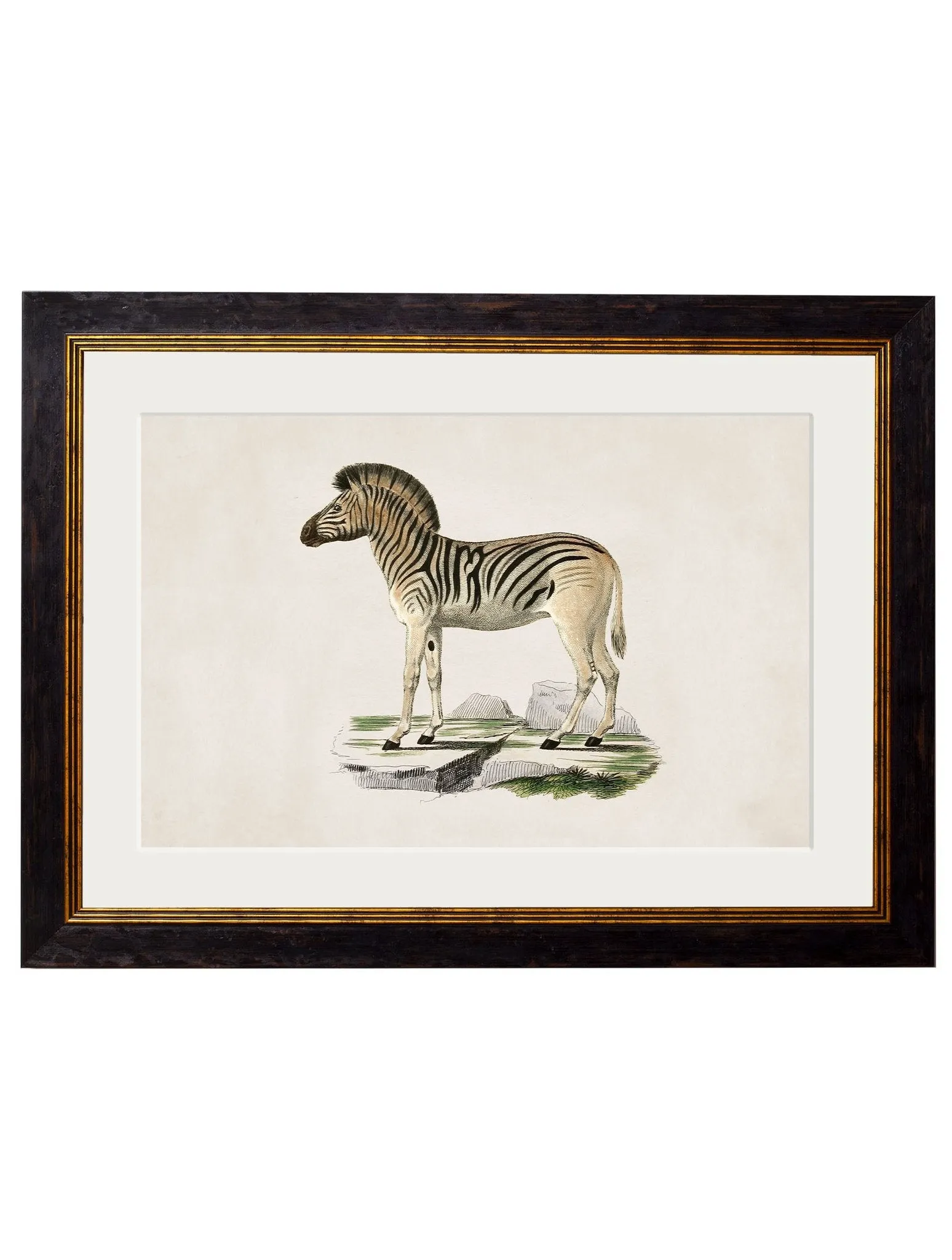 C.1836 Zebra