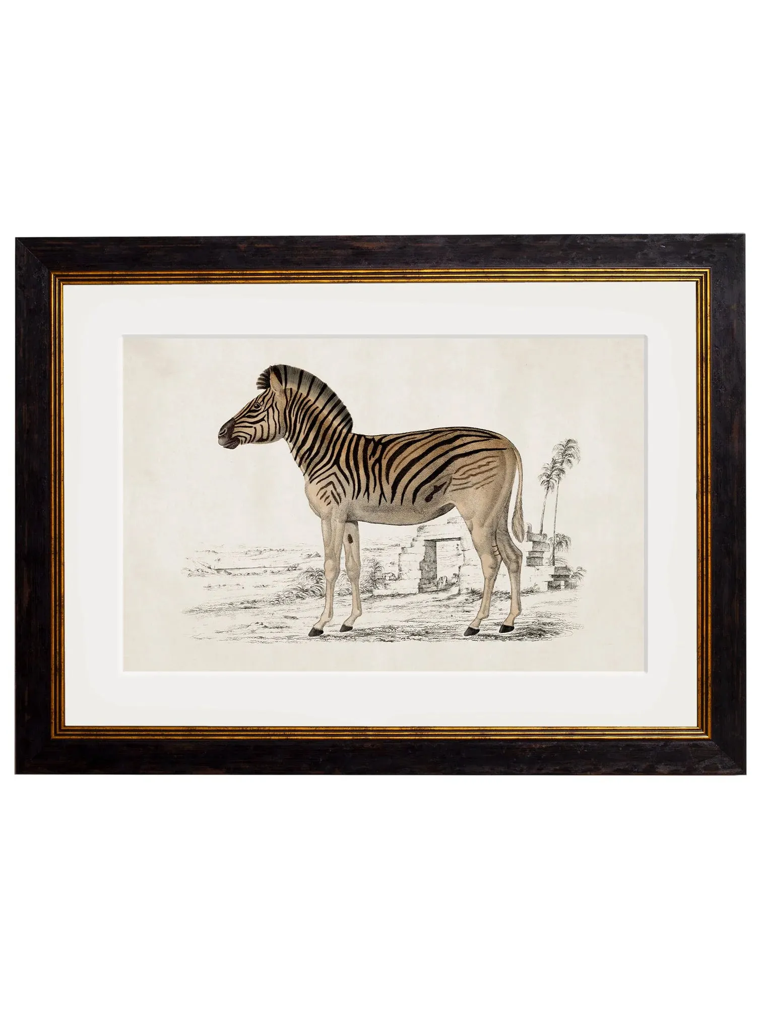 C.1836 Zebra